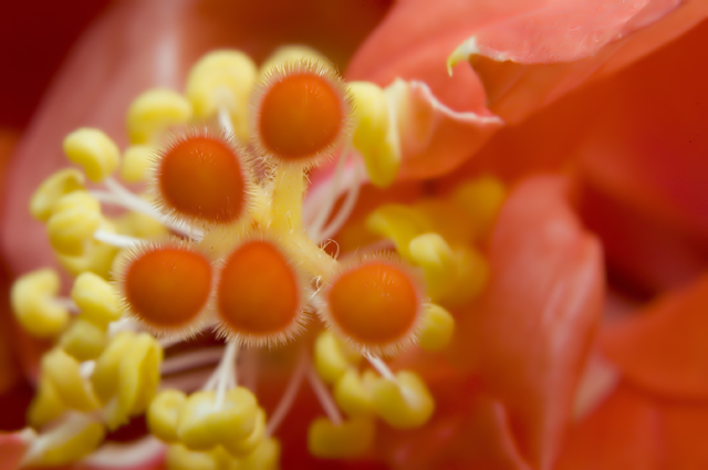 Fandango Hibiscus