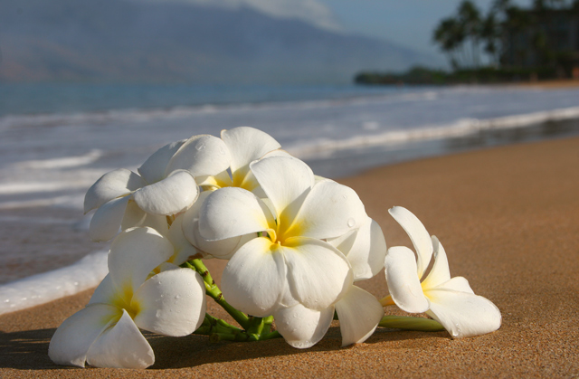 Island Offering