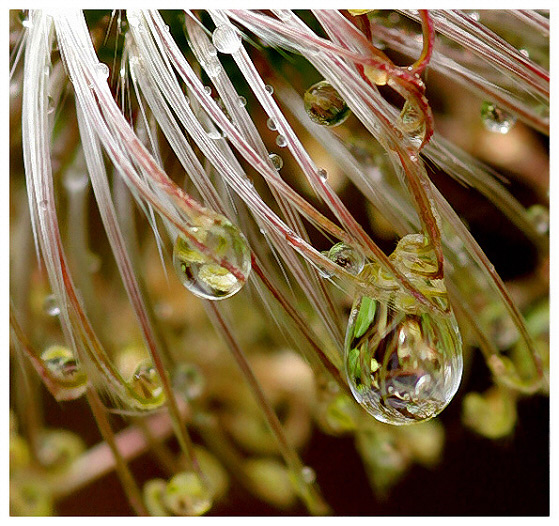 Clematis Alpina (The Water Collector)