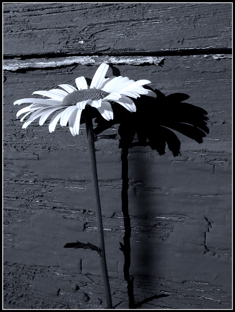 Daisy in Black and White