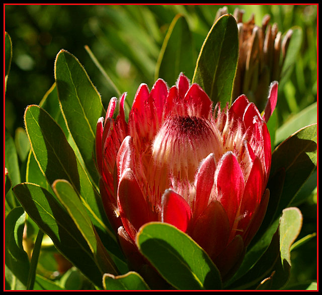 Protea Neriifolia