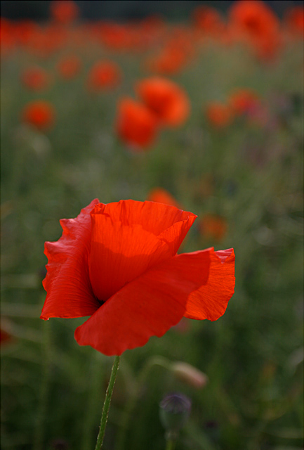 Poppy