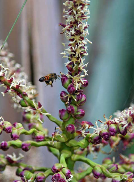 Blooms, Berries and Bee