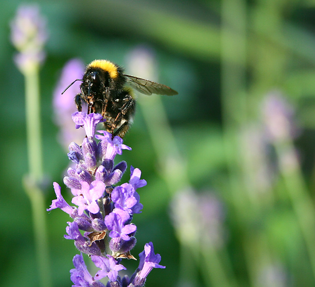 Lavender, and friend