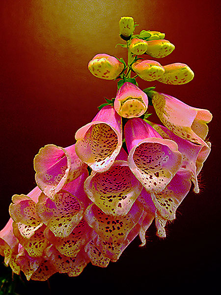 Formal Foxglove