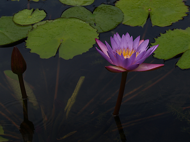 Water Lilly