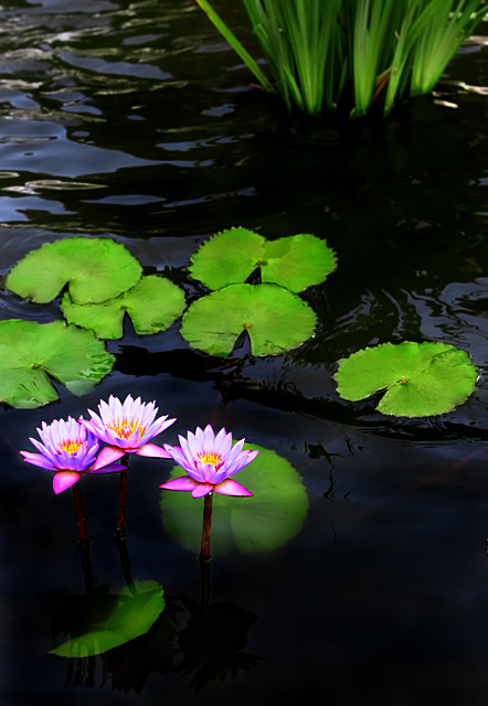 Water Lilies