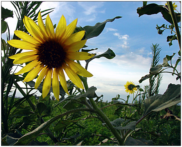 Wild Sunflowers