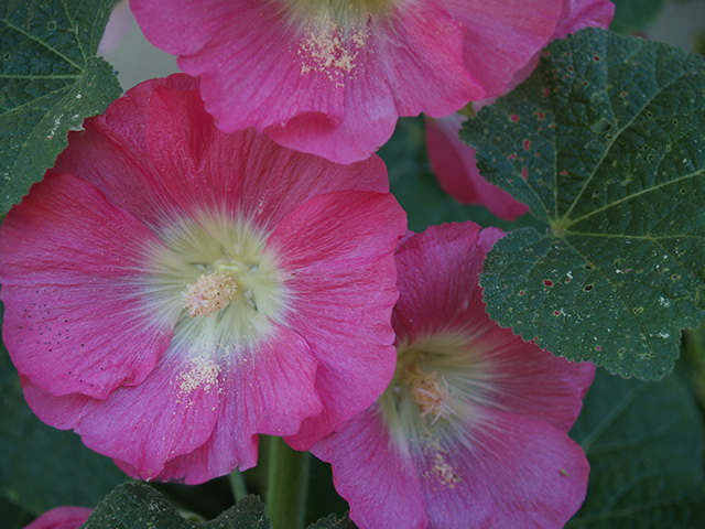 Hollyhock