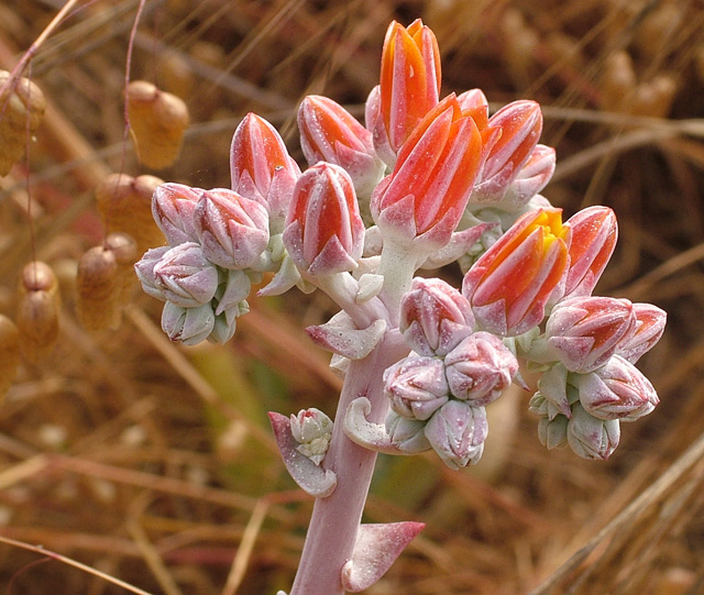 Coral Buds