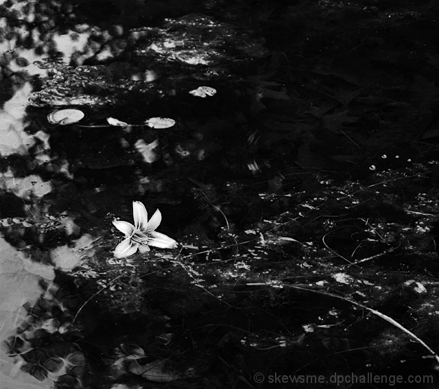 Water:::Lily
