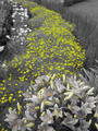 Yellow Brick Road