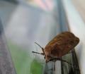 Still Moth On Leaded Window