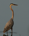 Statuesque Beauty   -Great Blue Heron in Morning Light-