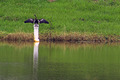 Drying the Wings