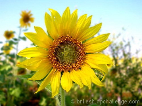 SunFlower