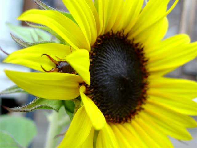 Earwig on Sunflower