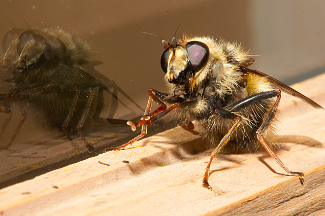 Busy little bee stops to clean