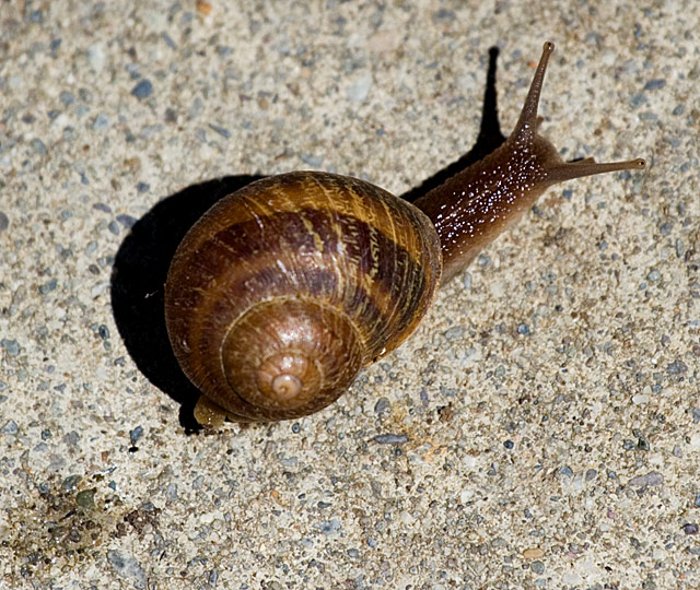 Hot Enough To Fry A Slug On The Sidewalk