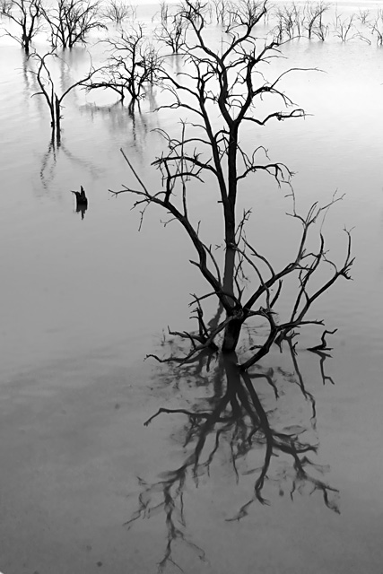 Sunken Forest