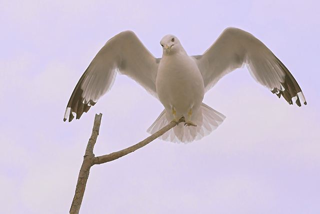 Braced Against the Wind