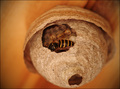 Paper wasps - Writing their lives with paper