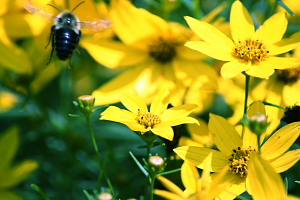 Don't Worry, Bee Happy