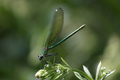 English Dragonfly