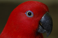 Birds Eye View