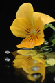 reflection #2