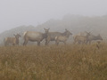 Elk in the mist