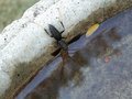 thirsty wasp