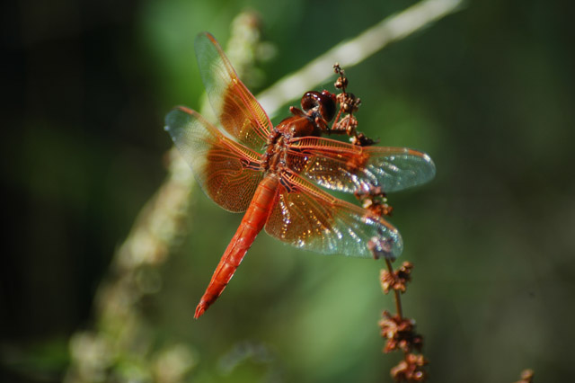 dragonfly