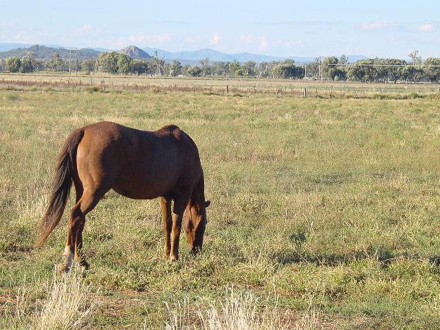 Out To Pasture