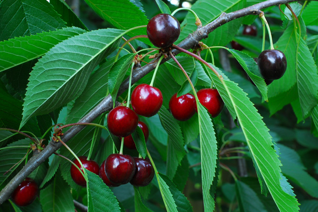 Cherries