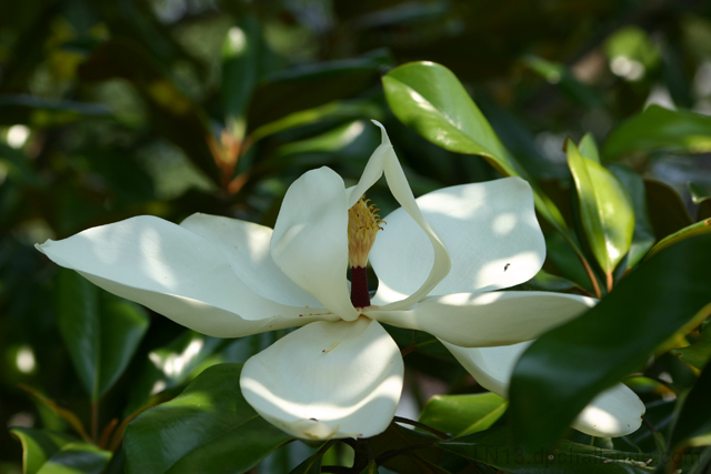 Midday Magnolia