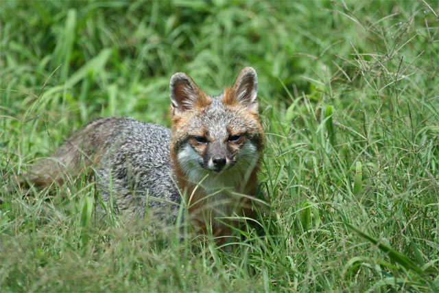 Looking For Lunch