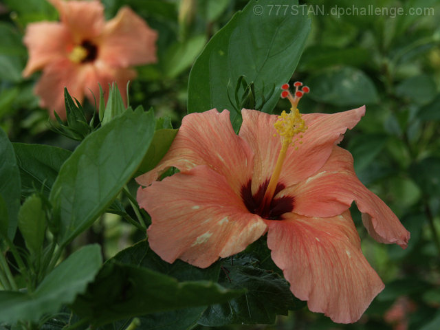 Hibiscus Blooms