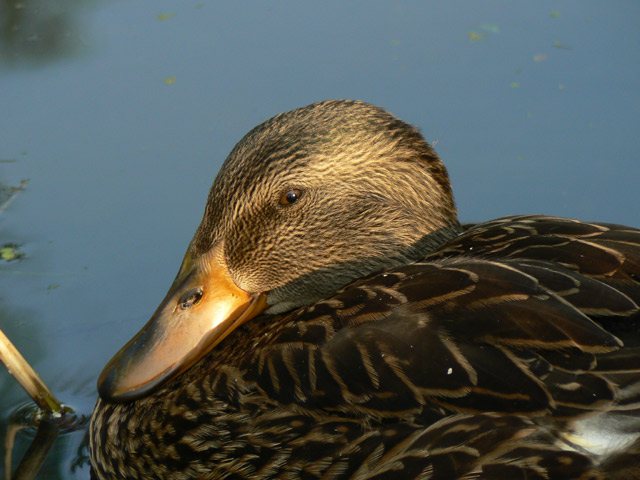 Mallard