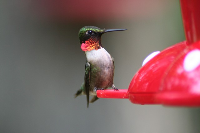 Ruby-Throated Hummingbird