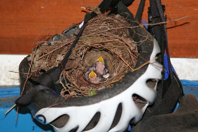 Wren Nest in my Bicycle Helmet