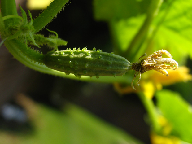 A Salad Waits