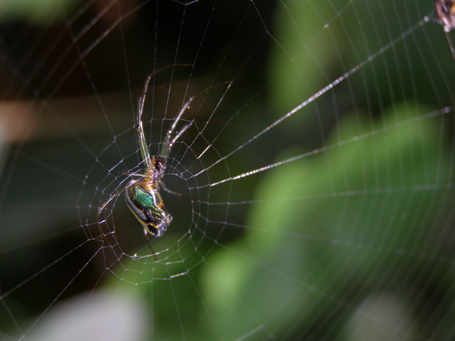  itsy bitsy spider