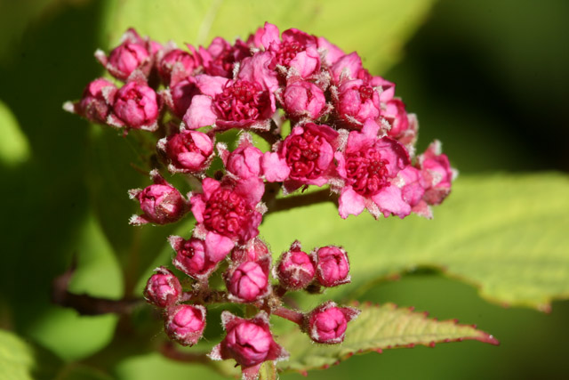 Tiny cluster