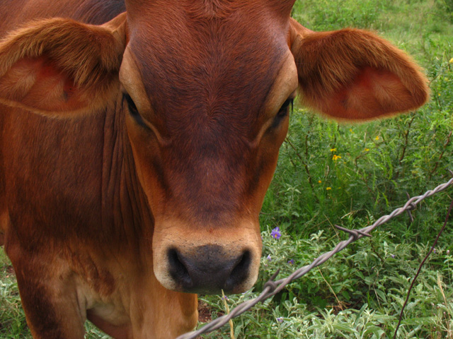 Spring Calf