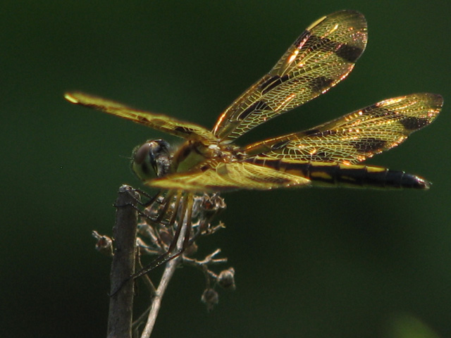 dragon fly