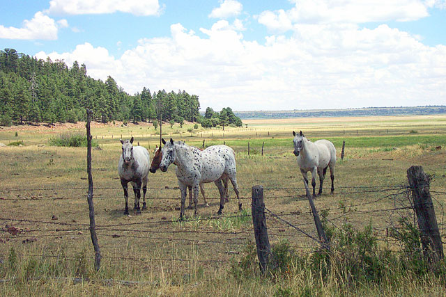 Northern Arizona Horses