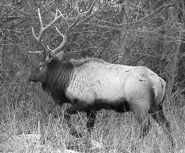 Traveled to Watch the Elk Travel