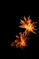 My 10   "Astral Flowers"   Fireworks