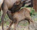 Ten days old; Ten licks per fawn spot